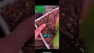 TRANSPLANTING A CITRUS… #gardening #shortsfeed #shortsviral #growth  #growyourownfood #growthfarming