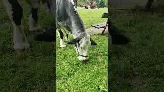 У коровы нет других забот #реки #мем #смех #приколысживотными #корова