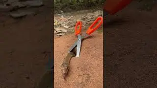 Simple Easy Snake Trap using Scissors & hole#buildsnaketrap 1
