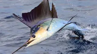 Top 10 High Speed Animals...Animals Planet