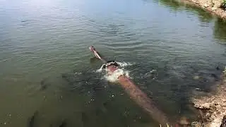 Боронява - село в Хустській міській громаді Хустського району Закарпатської області Україні