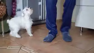 Продажа! щенок цвергшнауцера, сука белого окраса, 3 мес.