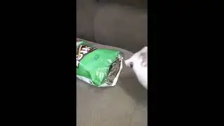 успокоил ежа