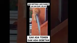 KUCING GAK TAKUT JALAN DI GEDUNG TINGGI #shorts