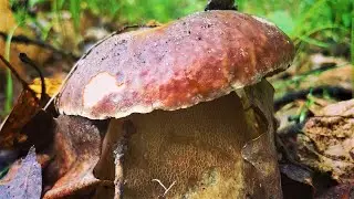 PICKING WHITE MUSHROOMS 2021 !!! FOUND A MUSHROOM PLACE IN OAK !!!