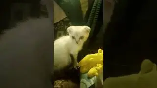 в доме прибыло.новый котенок.