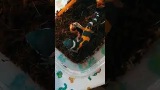 Новорождённый эублефар опасен для общества.