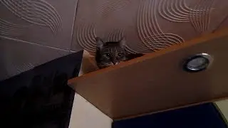 Прикольная кошка верхолаз