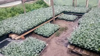 Росада капусты агресор