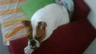 Oscar the fat bulldog puppy
