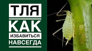 Экологичные способы борьбы с вредителями. КАК ИЗБАВИТЬСЯ ОТ ТЛИ ЛЕГКО И БЫСТРО