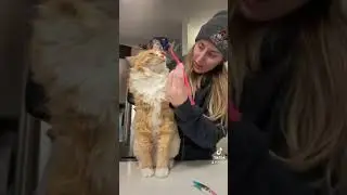 Tips for when you start brushing your cats Teeth!