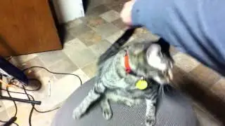 CatSpin