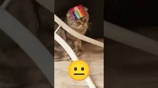 Наши будни с котом🤠👍. #реки #реальнаяжизнь #котики #единорог? #радуга #пони #маркеры