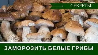 How to Freeze Porcini Mushrooms + Tips for Choosing the Right Mushrooms