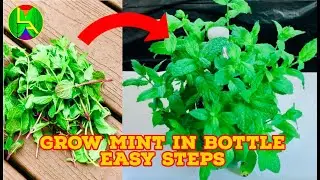 how to grow Mint in plastic bottle at home quickly?