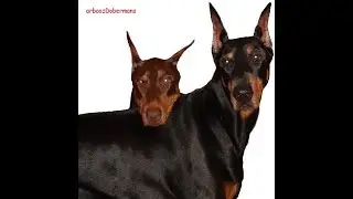Doberman Pinscher Is Happiness