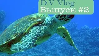 Дайвинг в Египте.  Пираты.  Встретили президента Молдовы.  #DVlog2