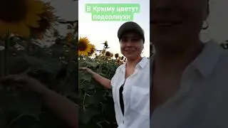 В Крыму зацвели подсолнухи 