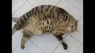 Приколы с кошками. Ржач! Funny