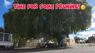 Timelapse Tree Pruning!