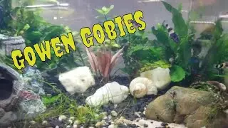 Gowen Gobies