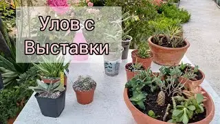 Улов с Выставки и покупки🌵            