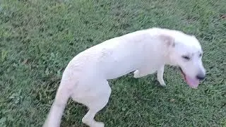 perrita labrador de 6 meses