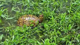 Черепашка Машка   Turtle Mashka
