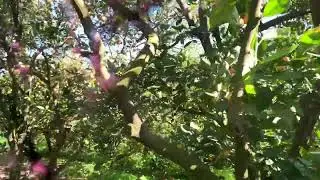 Laranja do Algarve Portugal #brasil #frankcyerris #portugal #viral #viralvideo #construction