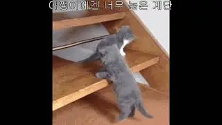 고양이 키우고 싶은 영상