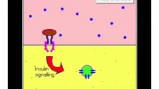 Illustrating the translocation of GLUT-4s