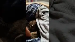 lisa and  luca |cute little baby squirrel