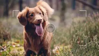 For The Love Of Dog! - Made with Wondershare Fotophire Slideshow Maker