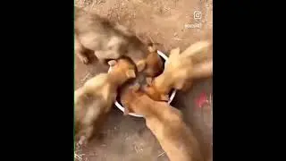 dog fan