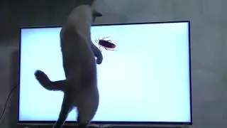Cat Vs Cockroaches