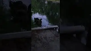 ducks cleaning themselves left side