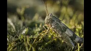 Grasshopper Sounds | Grasshopper Buzz, Night Grasshopper Humming Sound, Mass Grasshoppers Sound