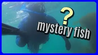 MYSTERY FISH appears while spearfishing! 🐟🐠 (Part 1)