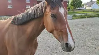 The New Kid on the Block - Hooked on You B aka Lillemann (Little Man)