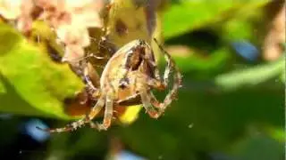 Toxic  Spider