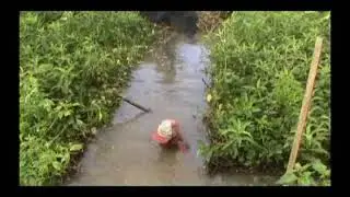 Kegiatan Musiman Mehancau, warga Desa Mahang - HST