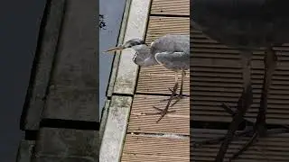 Junger Reiher auf Frühstücksfang und beim Yoga
