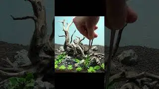 STEP BY STEP BLUE VELVET SHRIMP TANK!