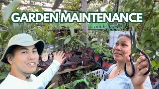 Catch up with us: post hurricane, eating our harvest, garden essentials