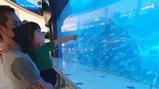 Dubai Aquarium 2020 |  World Largest Aquarium | Exploring UAE