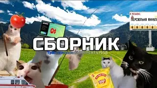СБОРНИК ТРЁХ СЕЗОНОВ POV FUNNYCATS7958