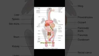 KOTORAN MERPATI WARNA HIJAU BELUM TENTU SAKIT