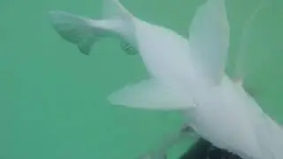spearfishing