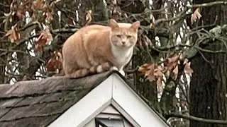 My cat having fun outside